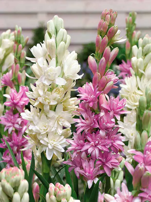 F39404_8664d7bf-e9d2-4c73-9fb5-02a73d106330_620x