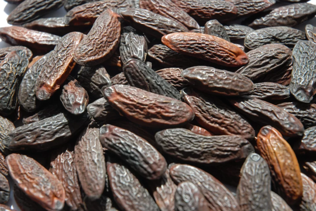 Fèves-tonka-1-scaled