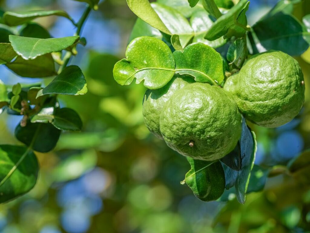 bergamote-origines-quels-bienfaits-comment-utiliser